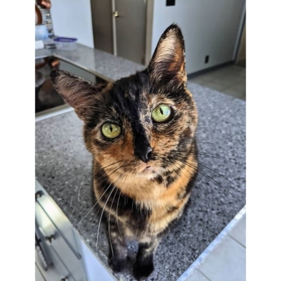 Meet Angie & Suki! - Picture 1 of 12